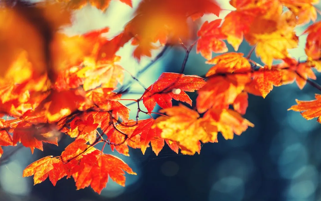 Jordan.. Autumn weather with cold nights expected over the weekend