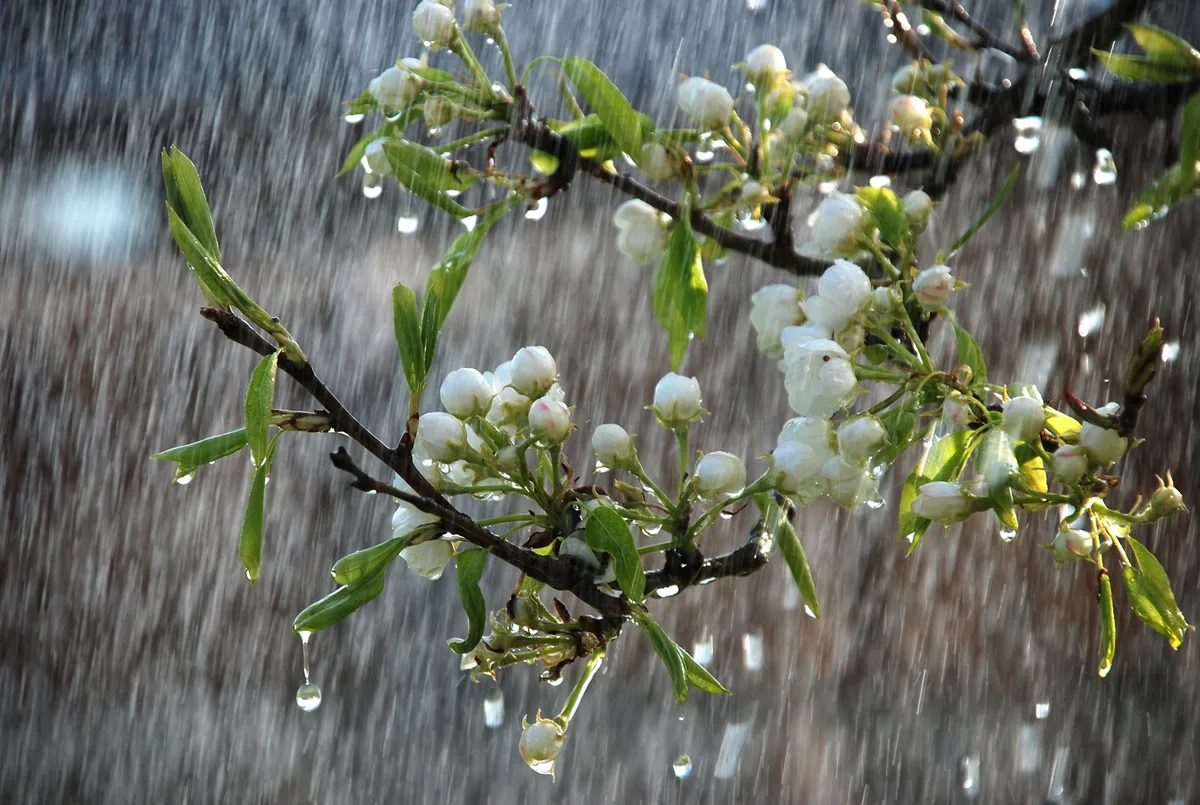 Jordan | Rainy and cold weather tomorrow Friday, followed by a warm spring wave throughout next week