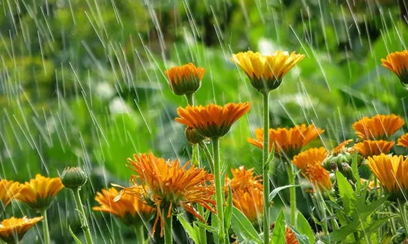 Jordan | Weather Alert.. Significant Temperature Drop and Return of Rain Wednesday Evening in Intervals for Several Days
