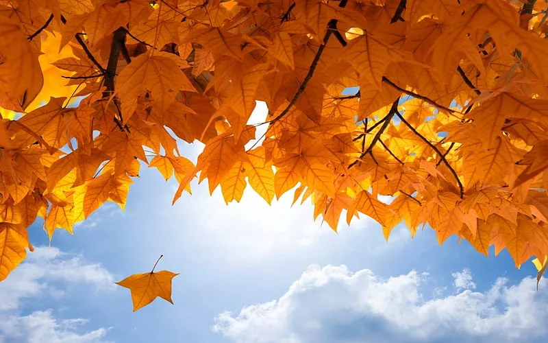 Jordan | Clear temperature drop in coming days with alert for significant temperature fluctuations